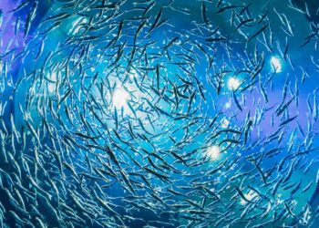 The Role of Omega-3 Fatty Acids in Health