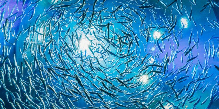 The Role of Omega-3 Fatty Acids in Health